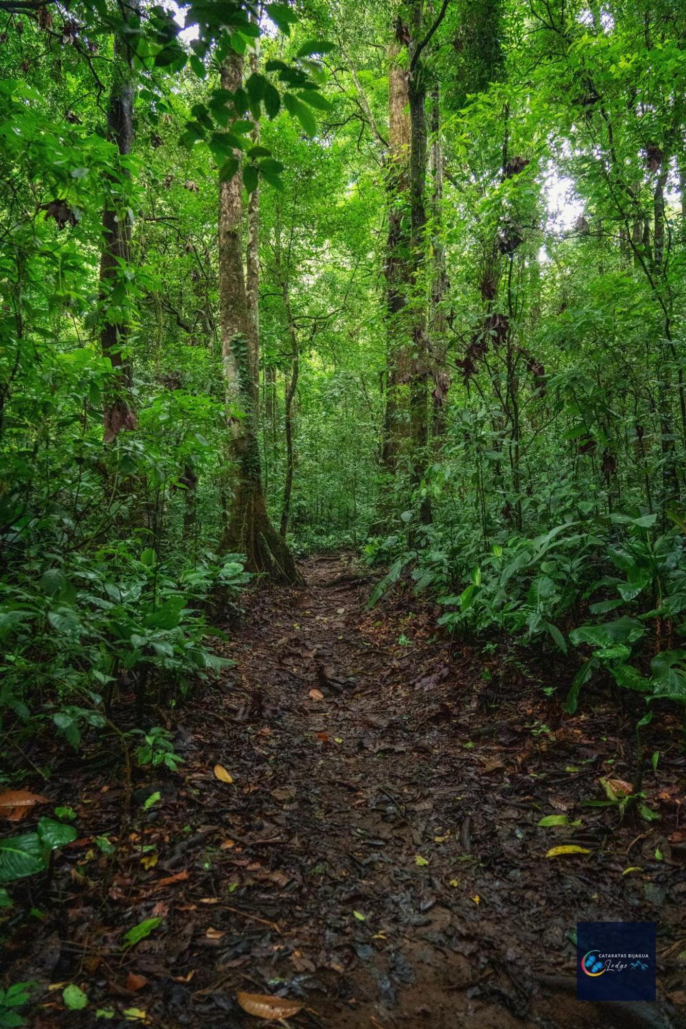 Cataratas Bijagua Lodge, Incluye Tour Autoguiado Bijagua Waterfalls Hike Экстерьер фото
